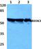 RIO Kinase 3 antibody, PA5-37066, Invitrogen Antibodies, Western Blot image 