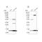 TRNA Methyltransferase Subunit 11-2 antibody, PA5-59026, Invitrogen Antibodies, Western Blot image 