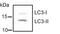 Microtubule Associated Protein 1 Light Chain 3 Alpha antibody, PA1-16931, Invitrogen Antibodies, Western Blot image 