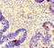 Tubulin beta-4 chain antibody, orb44388, Biorbyt, Immunohistochemistry paraffin image 