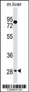 TEF Transcription Factor, PAR BZIP Family Member antibody, 60-382, ProSci, Western Blot image 