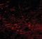 Polypeptide N-Acetylgalactosaminyltransferase 10 antibody, orb89838, Biorbyt, Immunocytochemistry image 
