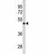 GATA Binding Protein 4 antibody, F53689-0.1ML, NSJ Bioreagents, Western Blot image 