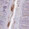 HGF Activator antibody, NBP2-31741, Novus Biologicals, Immunohistochemistry frozen image 