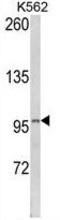 Lipin 2 antibody, GTX81160, GeneTex, Western Blot image 