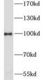 Heat Shock Protein 90 Alpha Family Class A Member 1 antibody, FNab09974, FineTest, Western Blot image 