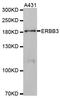 Erb-B2 Receptor Tyrosine Kinase 3 antibody, LS-C334132, Lifespan Biosciences, Western Blot image 