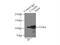 SWT1 RNA Endoribonuclease Homolog antibody, 24447-1-AP, Proteintech Group, Immunoprecipitation image 