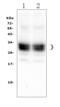 CD8 antibody, A02236-2, Boster Biological Technology, Western Blot image 