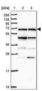 Nuclear Receptor Coactivator 5 antibody, PA5-62156, Invitrogen Antibodies, Western Blot image 