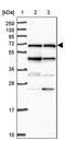 Nuclear Receptor Coactivator 5 antibody, PA5-62156, Invitrogen Antibodies, Western Blot image 