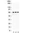 Cryptochrome Circadian Regulator 1 antibody, R32242, NSJ Bioreagents, Western Blot image 