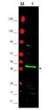 Peroxisome Proliferator Activated Receptor Gamma antibody, orb86519, Biorbyt, Western Blot image 