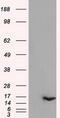 Interleukin 3 antibody, M02435-1, Boster Biological Technology, Western Blot image 