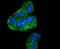 Interferon Regulatory Factor 3 antibody, A00165S386, Boster Biological Technology, Immunocytochemistry image 