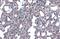Annexin A1 antibody, GTX101070, GeneTex, Immunohistochemistry paraffin image 