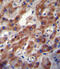 Fibroblast Growth Factor 2 antibody, abx032628, Abbexa, Immunohistochemistry paraffin image 