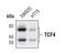 Transcription Factor 7 Like 2 antibody, MA5-14935, Invitrogen Antibodies, Western Blot image 