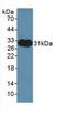 Aldolase, Fructose-Bisphosphate A antibody, LS-C691158, Lifespan Biosciences, Western Blot image 