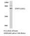 SUMO Specific Peptidase 5 antibody, LS-C176348, Lifespan Biosciences, Western Blot image 