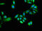 Tripartite Motif Containing 4 antibody, CSB-PA866336LA01HU, Cusabio, Immunofluorescence image 