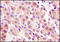 Growth Hormone Receptor antibody, 250665, Abbiotec, Immunohistochemistry paraffin image 