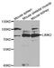 Actin Like 6A antibody, orb167301, Biorbyt, Western Blot image 