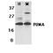 BCL2 Binding Component 3 antibody, PA5-77787, Invitrogen Antibodies, Western Blot image 