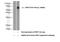 Remodeling And Spacing Factor 1 antibody, 26011-1-AP, Proteintech Group, Western Blot image 