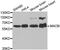 Monoamine Oxidase B antibody, MBS127213, MyBioSource, Western Blot image 