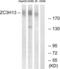 Zinc Finger CCCH-Type Containing 13 antibody, LS-C120473, Lifespan Biosciences, Western Blot image 