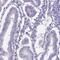 Probable ATP-dependent RNA helicase DDX4 antibody, NBP2-13907, Novus Biologicals, Immunohistochemistry paraffin image 