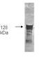 Glycerol Kinase antibody, orb344193, Biorbyt, Western Blot image 