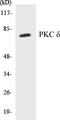 Protein kinase C delta type antibody, EKC1464, Boster Biological Technology, Western Blot image 