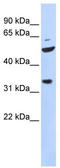 Zinc finger protein 36, C3H1 type-like 2 antibody, TA334155, Origene, Western Blot image 