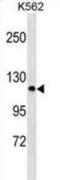 Protocadherin Alpha 2 antibody, abx030108, Abbexa, Western Blot image 