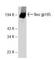 ERBB2 antibody, sc-284, Santa Cruz Biotechnology, Western Blot image 