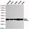 GAPDH antibody, LS-C812981, Lifespan Biosciences, Western Blot image 