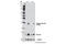 Baculoviral IAP Repeat Containing 5 antibody, 8888S, Cell Signaling Technology, Western Blot image 