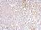 Secretogranin II antibody, PA5-22371, Invitrogen Antibodies, Immunohistochemistry paraffin image 