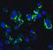 Inhibitor Of Nuclear Factor Kappa B Kinase Subunit Epsilon antibody, NBP1-76800, Novus Biologicals, Immunocytochemistry image 