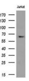 Ribophorin I antibody, NBP2-45633, Novus Biologicals, Western Blot image 