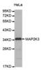 Mitogen-Activated Protein Kinase Kinase 3 antibody, abx000737, Abbexa, Western Blot image 
