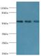 TGF-Beta Activated Kinase 1 (MAP3K7) Binding Protein 1 antibody, MBS1492993, MyBioSource, Western Blot image 