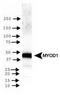 Myogenic Differentiation 1 antibody, TA309755, Origene, Western Blot image 