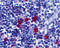 TNF Receptor Superfamily Member 13C antibody, 40204, QED Bioscience, Immunohistochemistry frozen image 