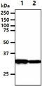 2,4-Dienoyl-CoA Reductase 1 antibody, GTX57680, GeneTex, Western Blot image 