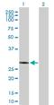 Nucleotide Binding Protein Like antibody, H00080224-B01P, Novus Biologicals, Western Blot image 