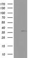 Kynureninase antibody, LS-C339021, Lifespan Biosciences, Western Blot image 