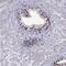 NK3 Homeobox 1 antibody, NBP2-62726, Novus Biologicals, Immunohistochemistry paraffin image 